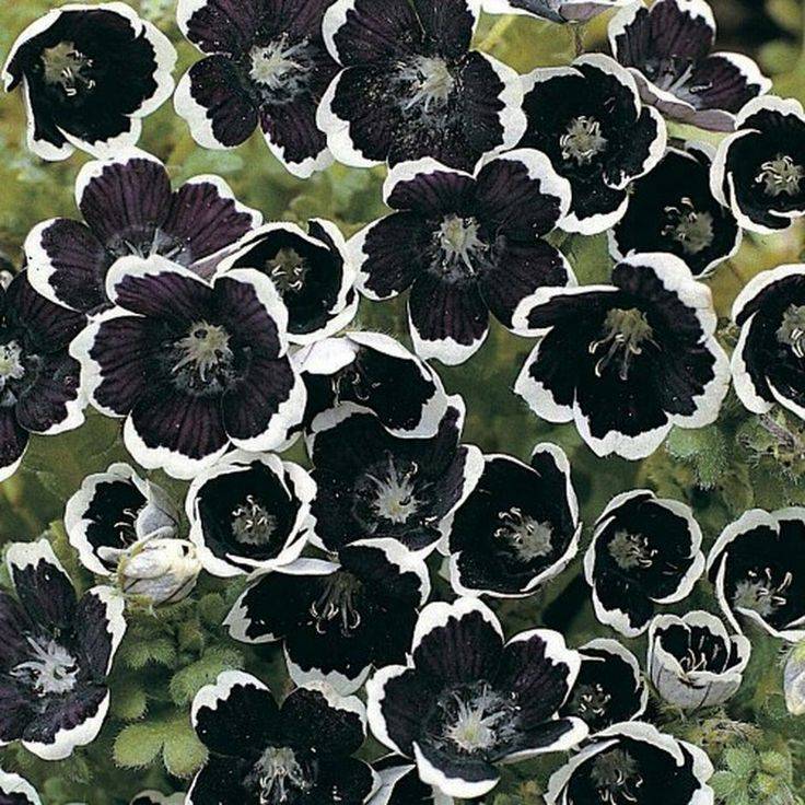 Gothic Garden Decor