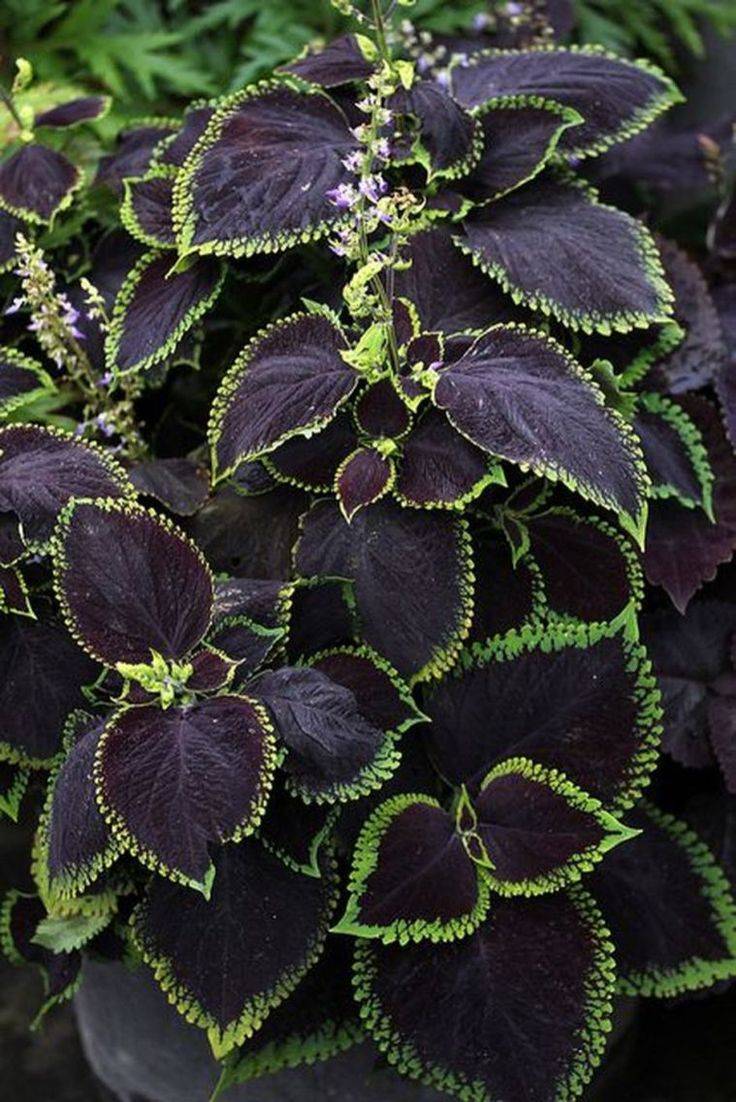 Gothic Garden Decor