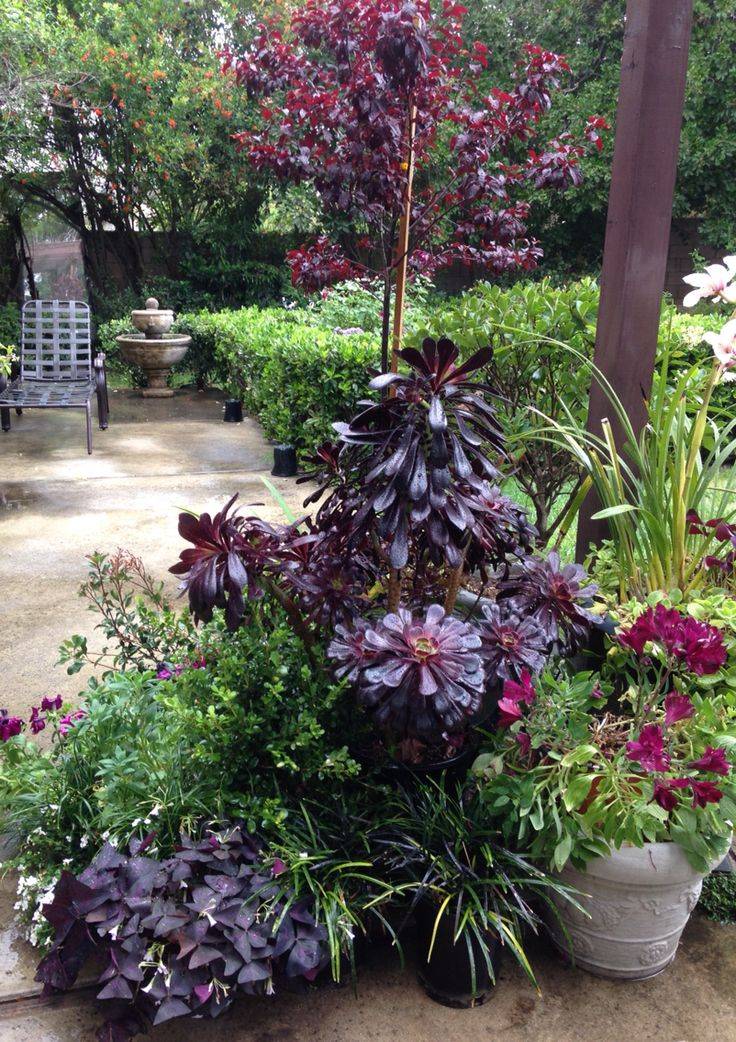 Spooky Plant And Flower Ideas To Make Perfect Goth Garden