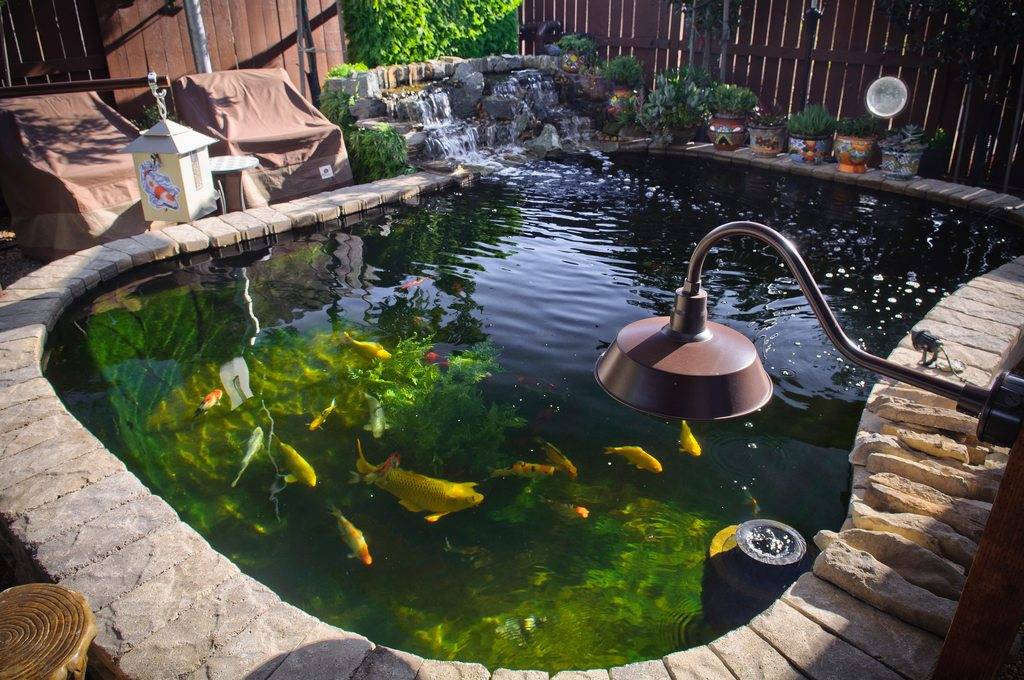Koi Pond