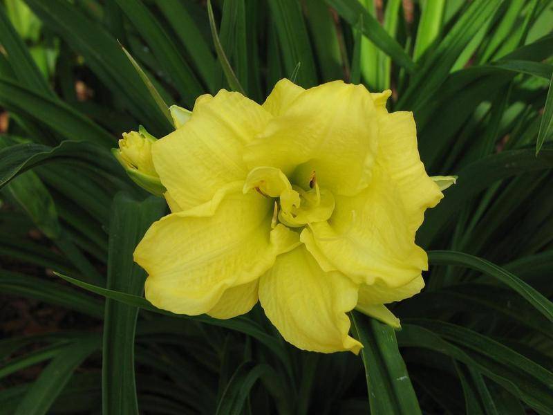 Natalies English Garden Party Feat