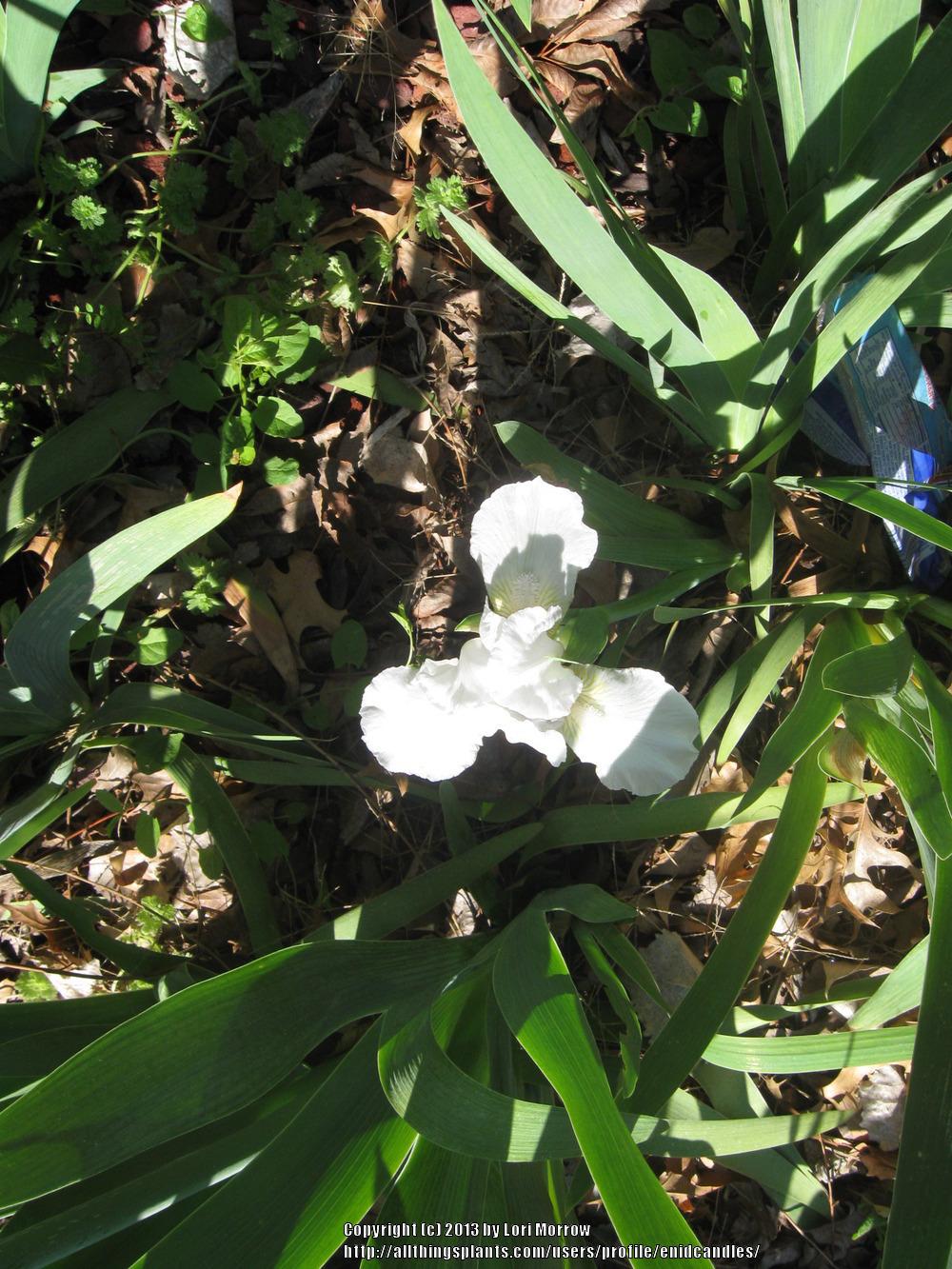 Hemerocallis Double Cutie