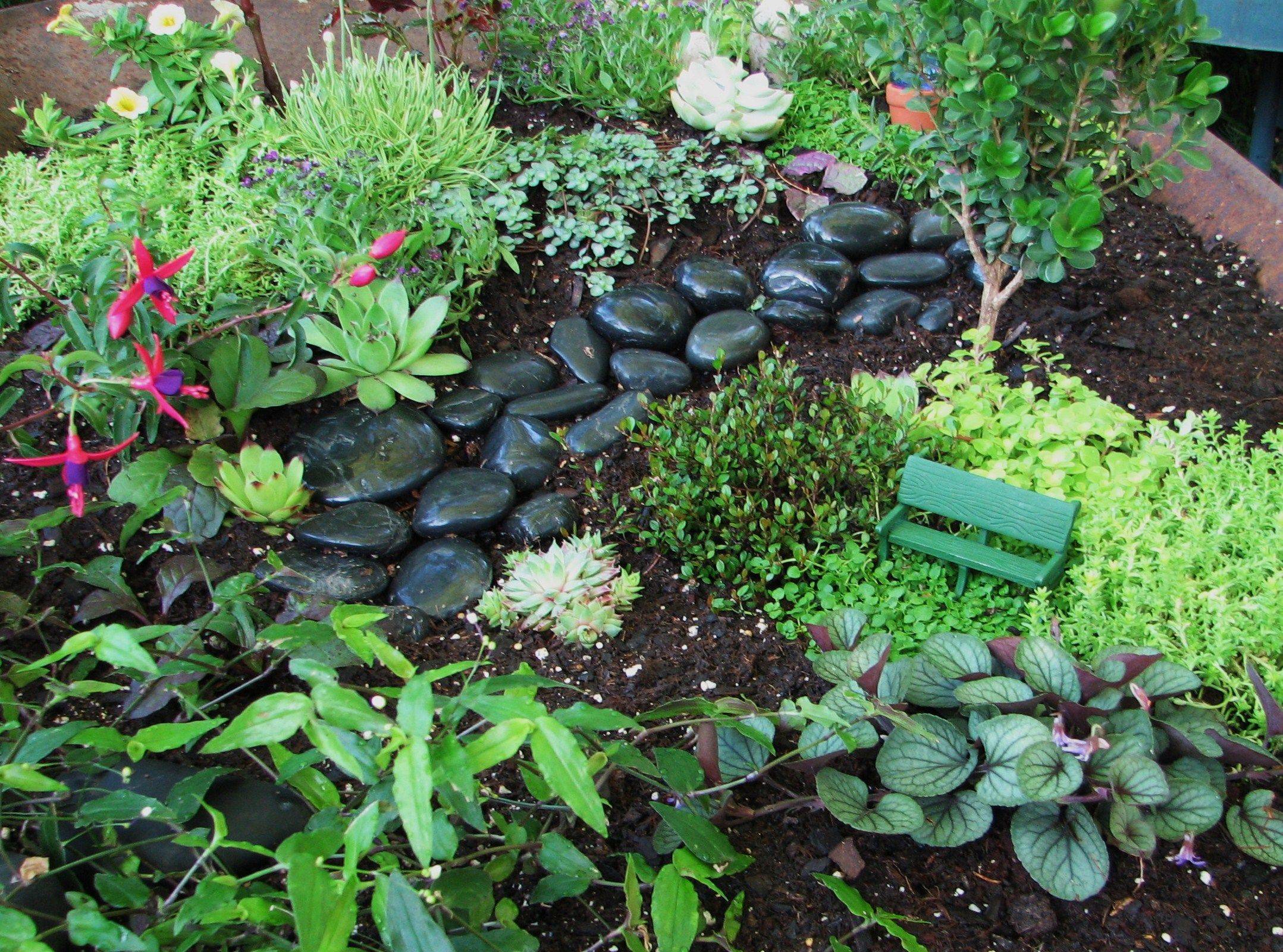 Fairy Garden Succulent