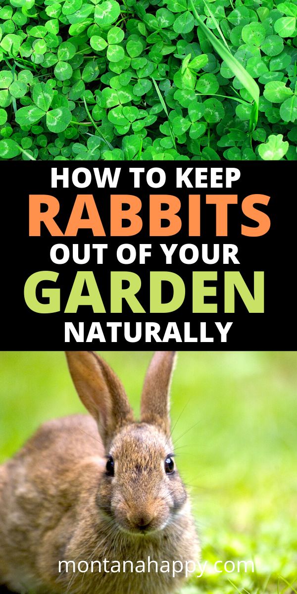 Victorian Garden Shorts Collage Kids Collage Boutique