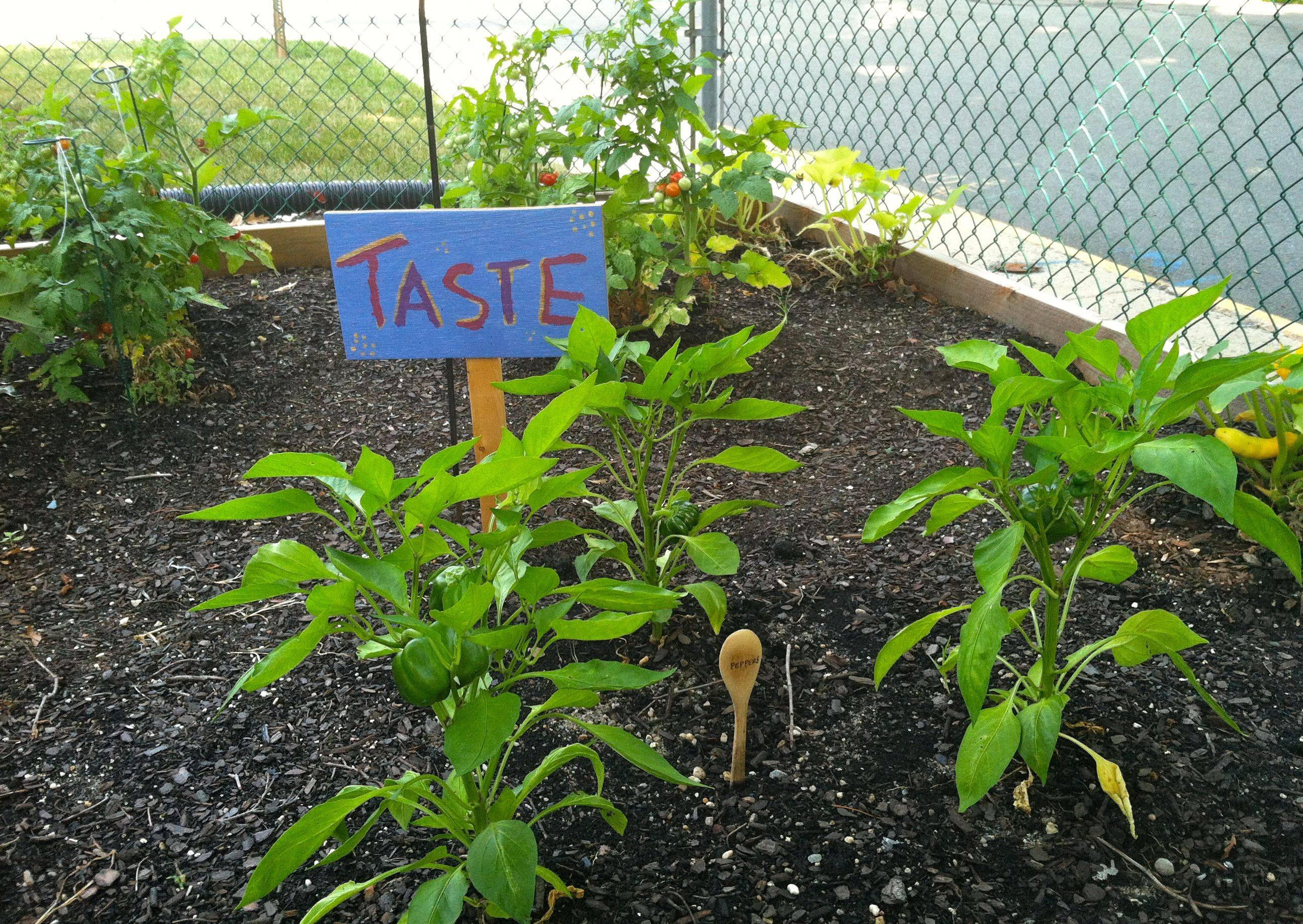 Cute And Simple School Garden Design Ideas Roundecor Gardening