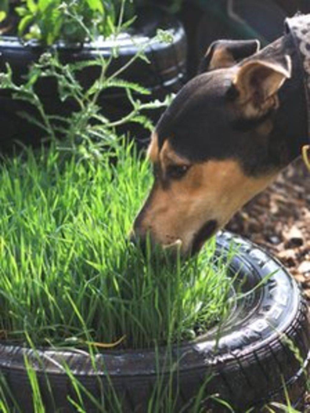 Best Sensory Garden Images