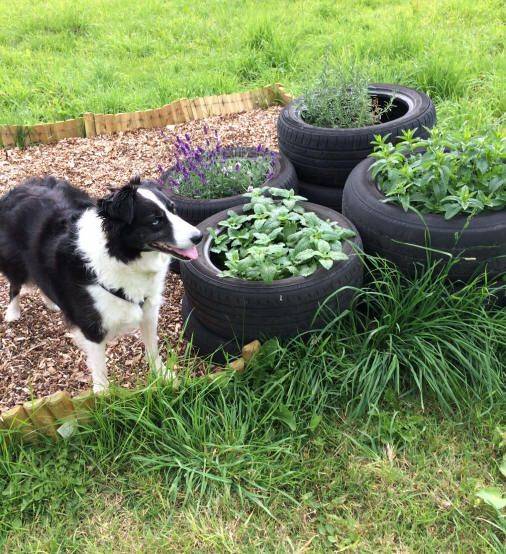 Dogs Home Sensory