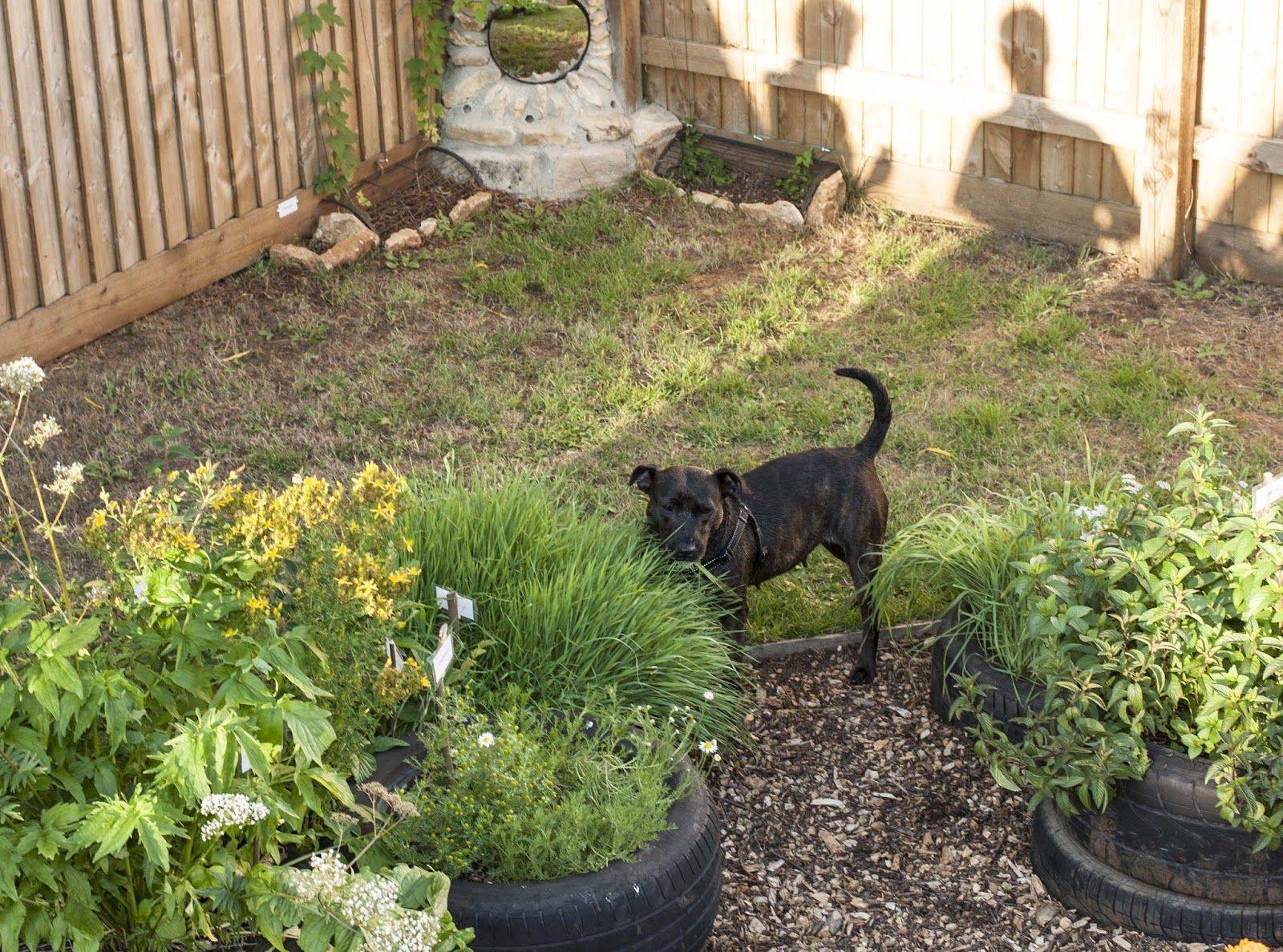 Dog Friendly Backyard