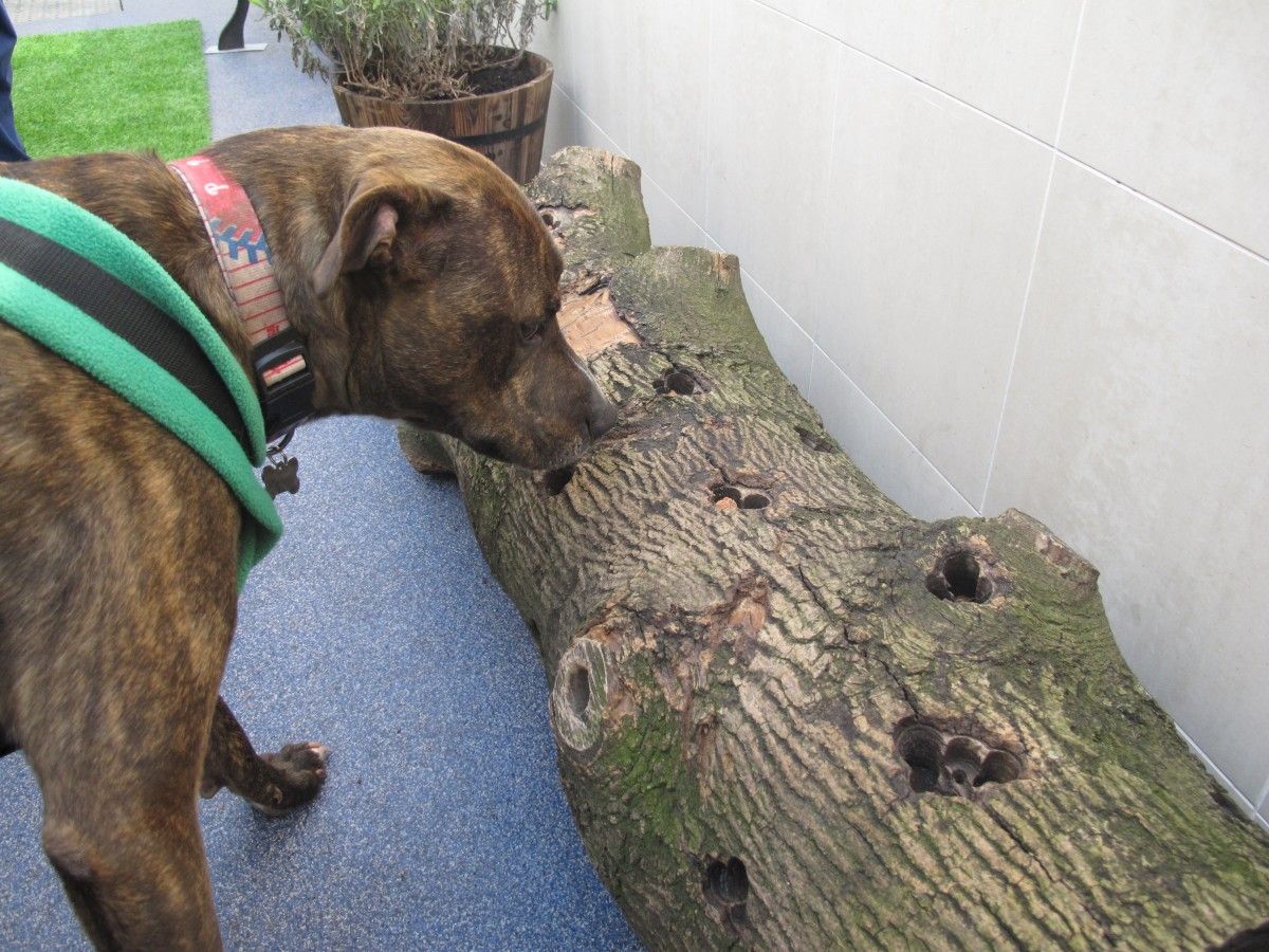 A Sensory Garden