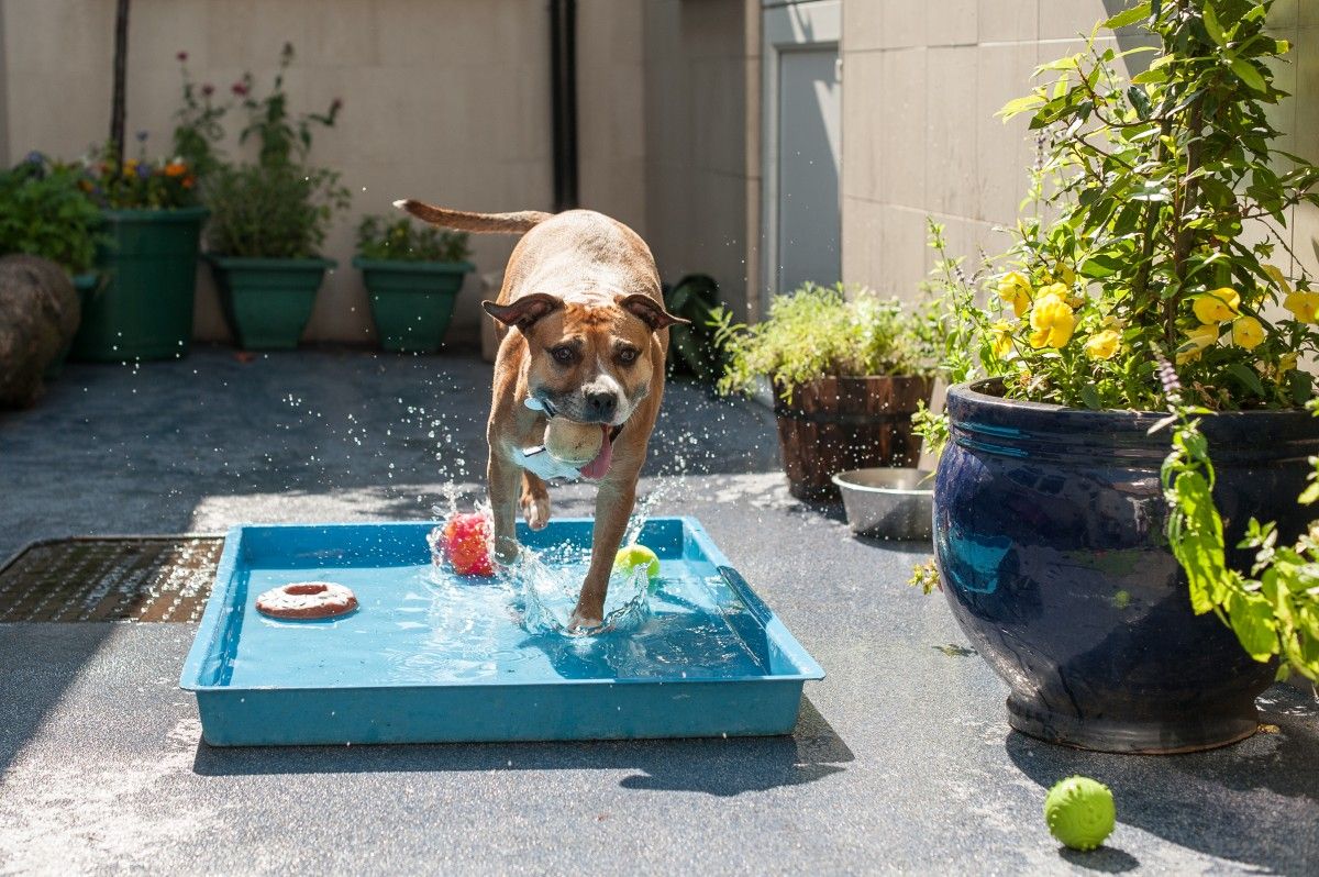 Dog Sensory Garden