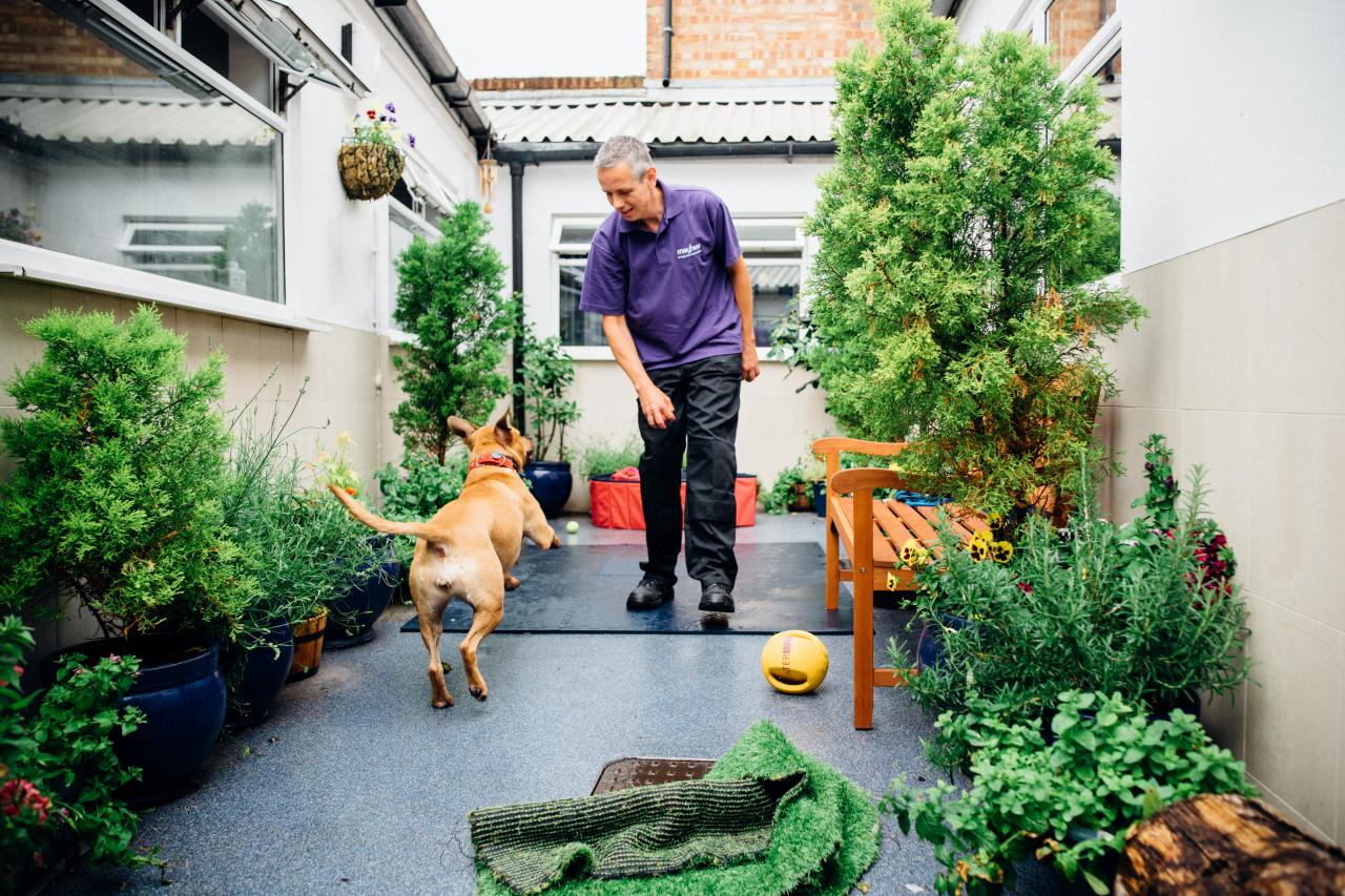 Dog Friendly Garden
