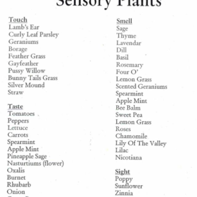 Sensory Garden Plants