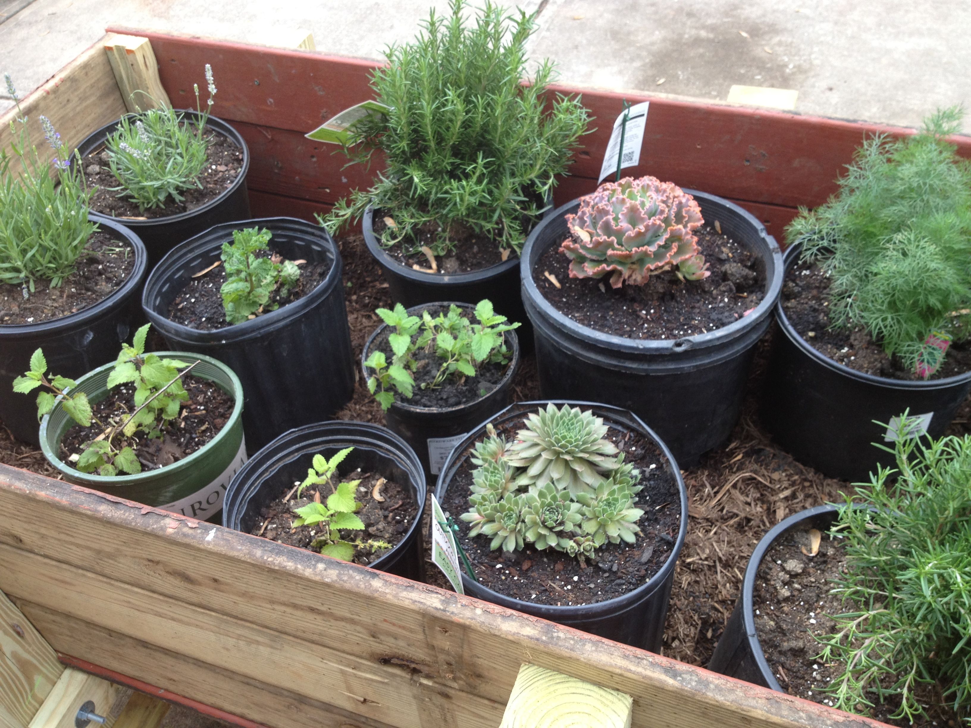 Sensory Garden Design Ideas