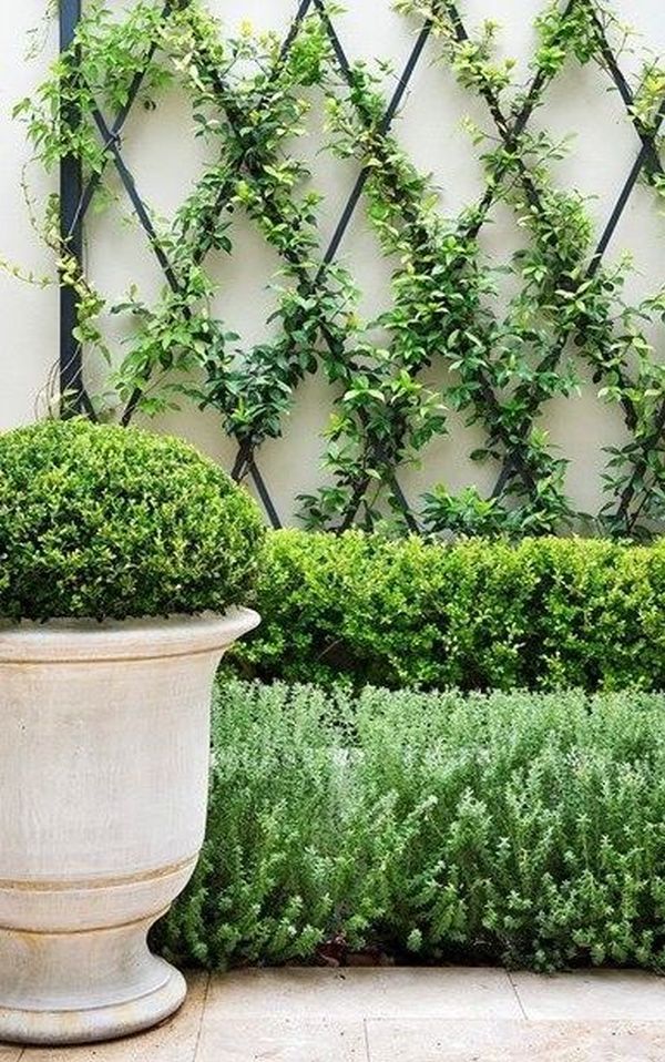Tillandsia Air Plant Ideas
