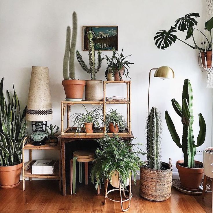 Tillandsia Air Plant Ideas