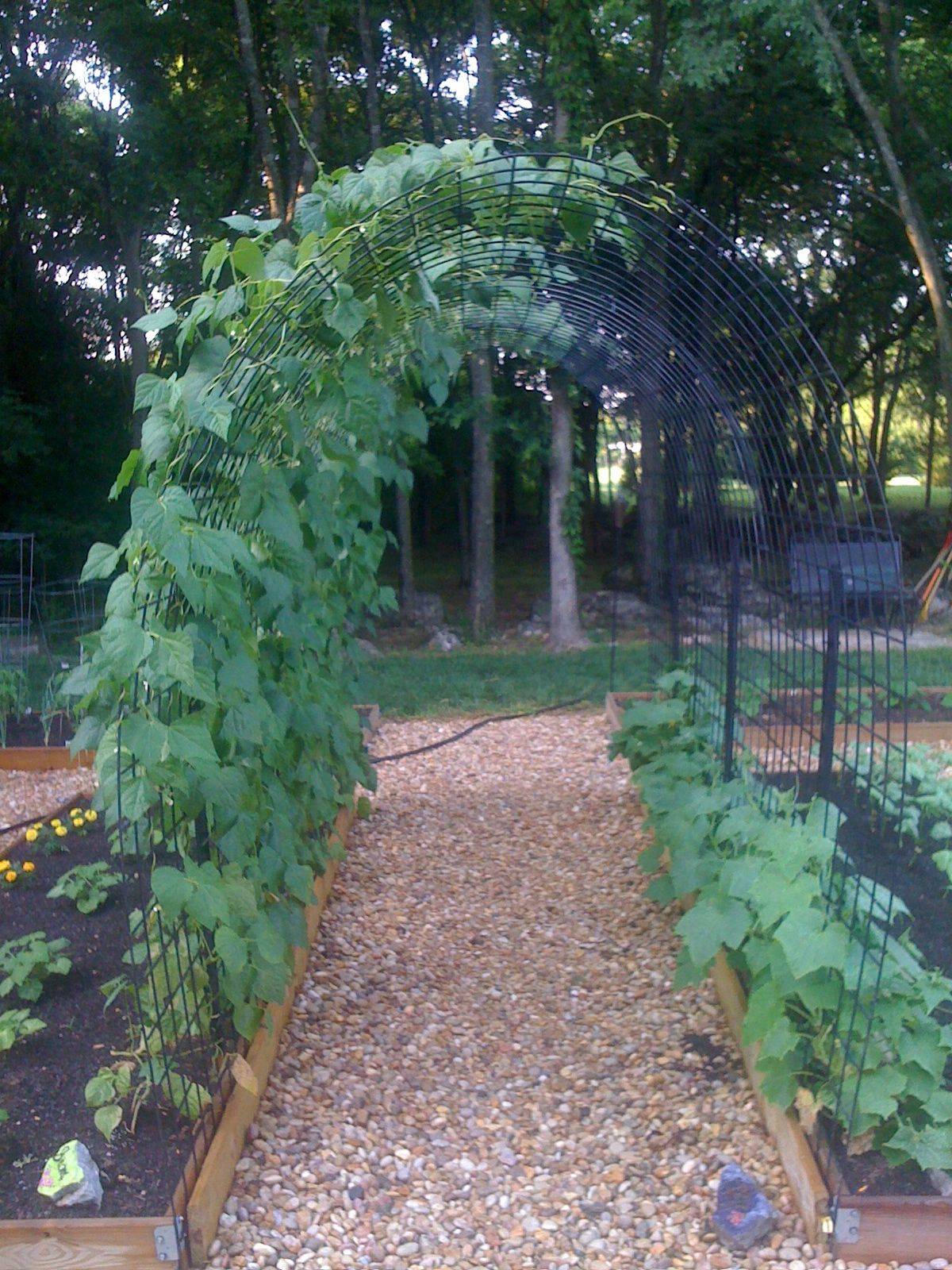 Wisteria Pergola