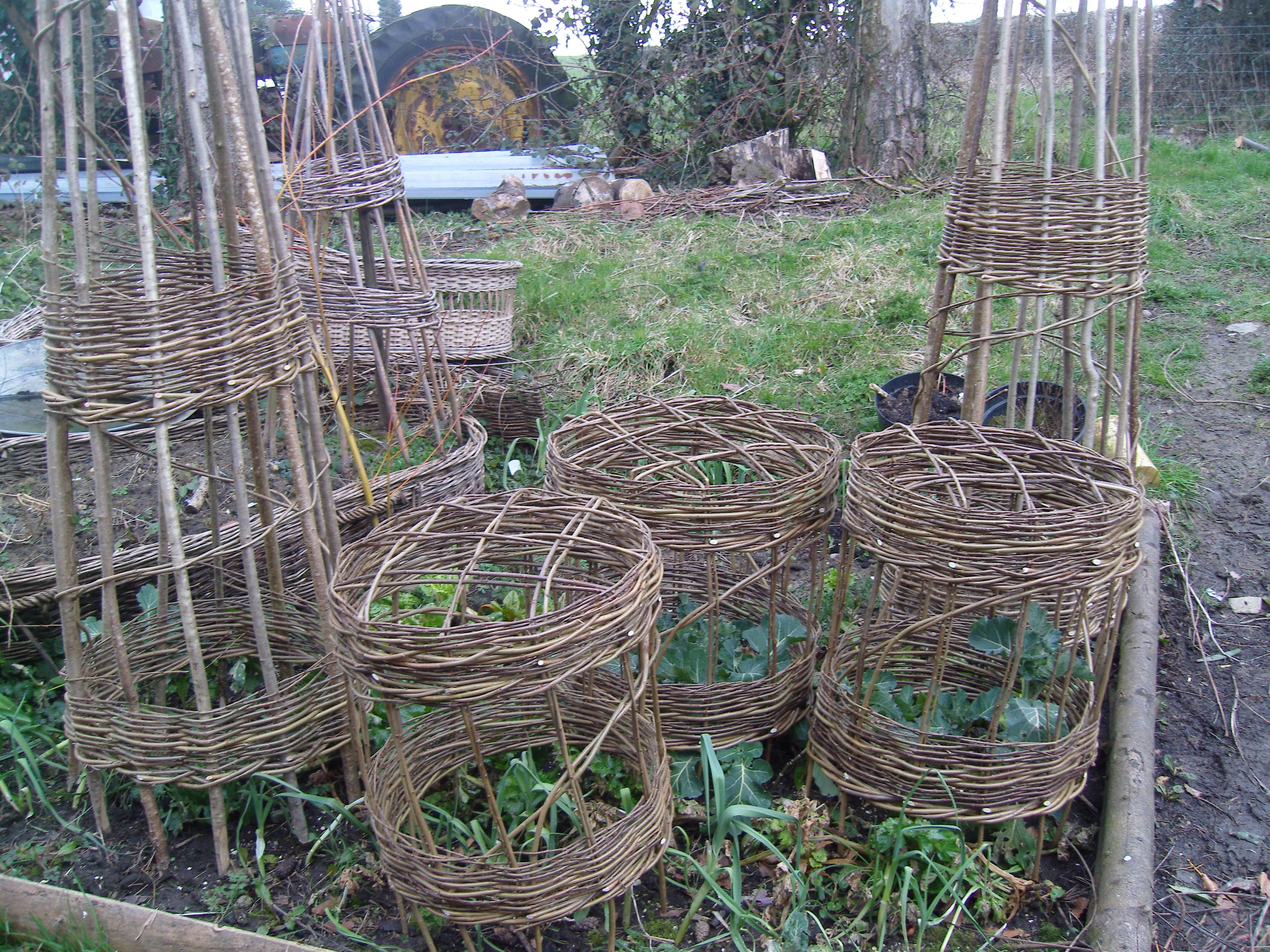Living Willow Tunnel Structure Willow Garden