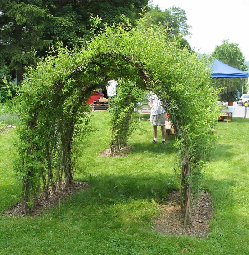 Curly Willow Tree Care