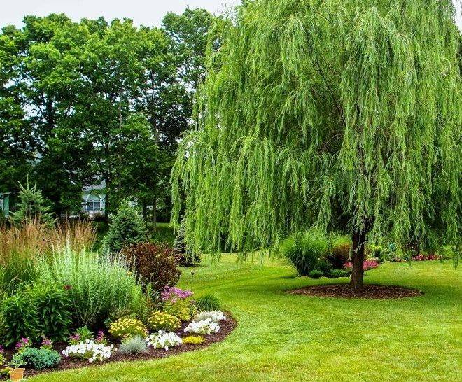 Old Weeping Willow Tree Landscape Designs