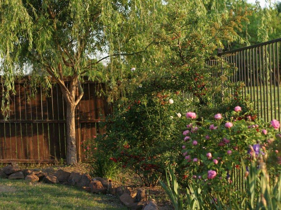 Weeping Willow Tree Garden Branches Ideas
