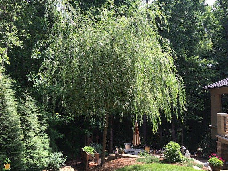Weeping Willow Tree Landscape