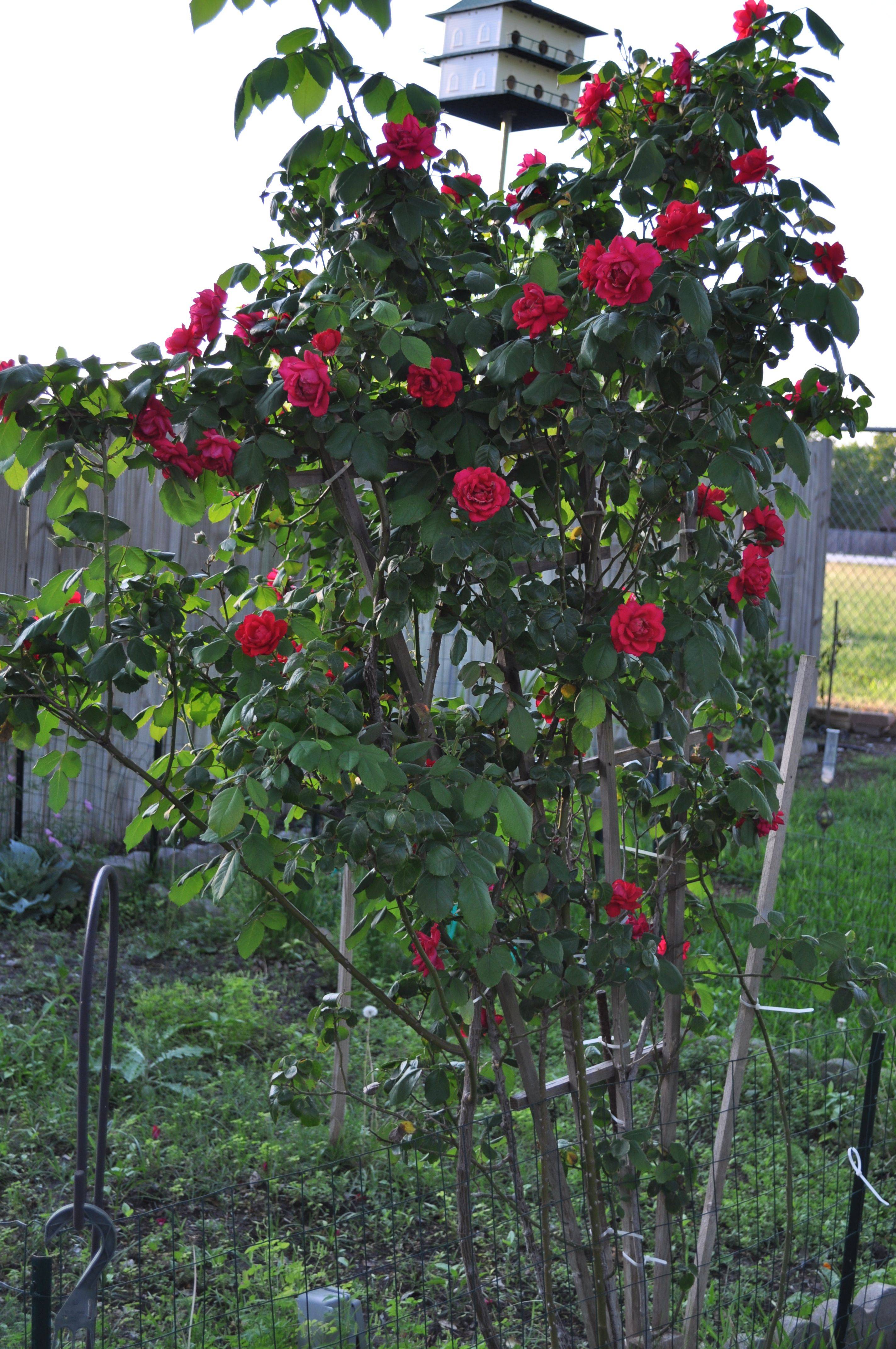 English Rose Perfume Perfection