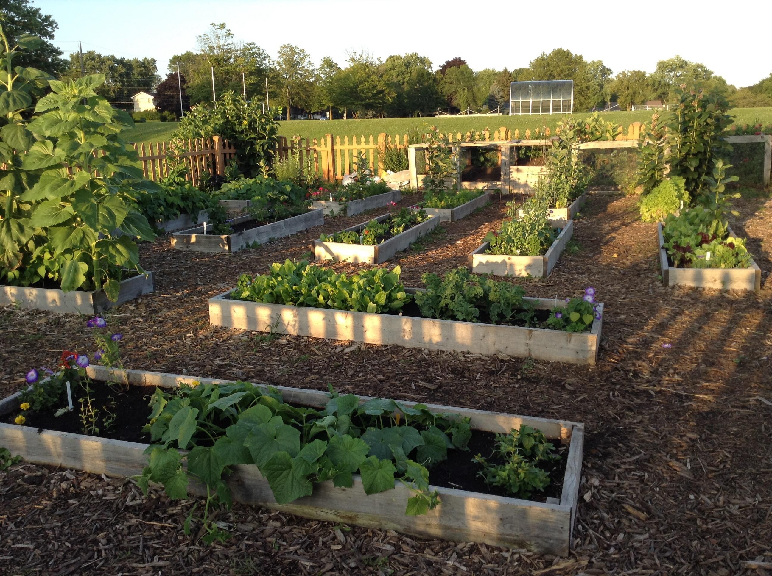 Growing Climbing Roses