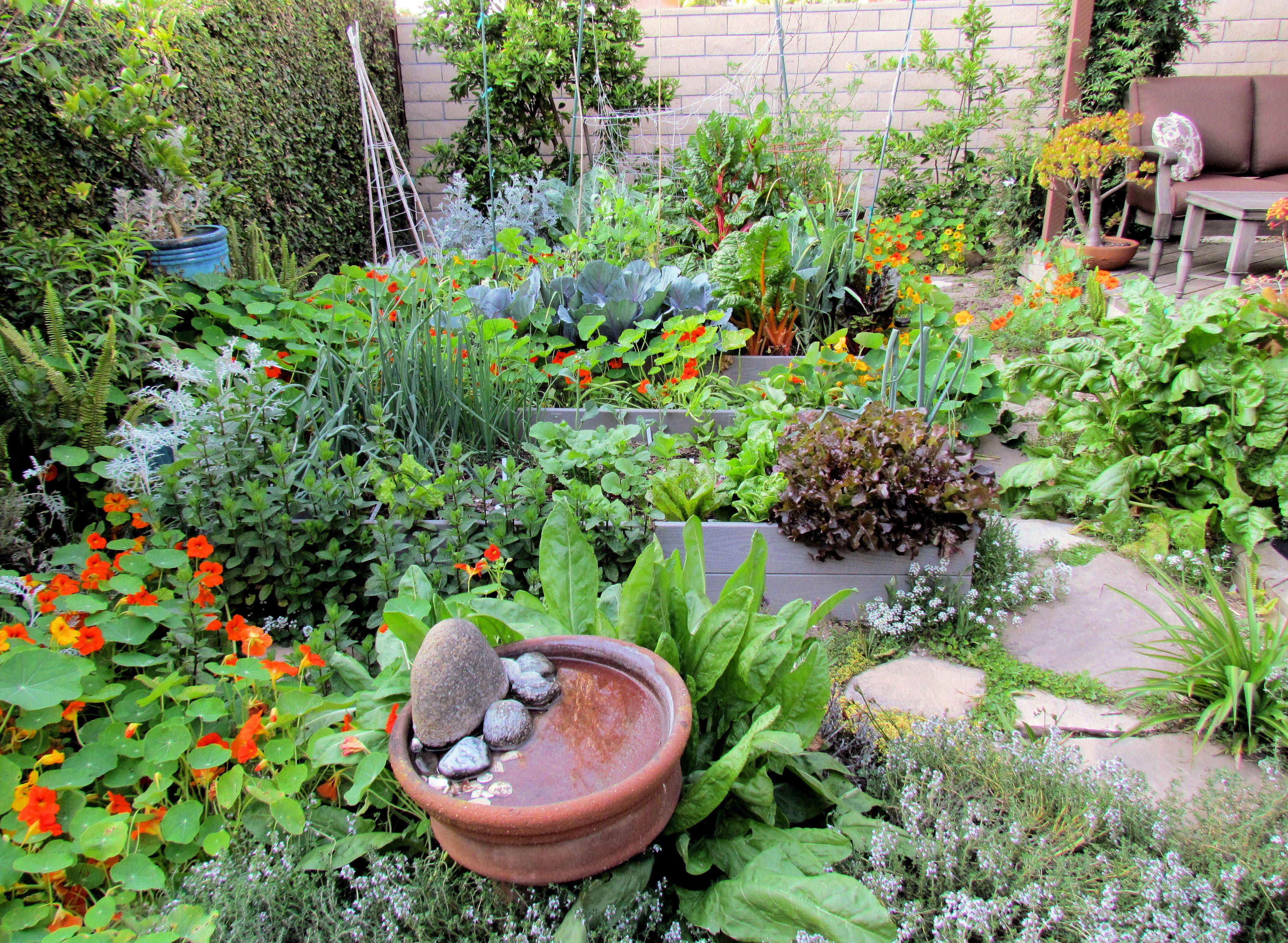 Lawn Alternatives