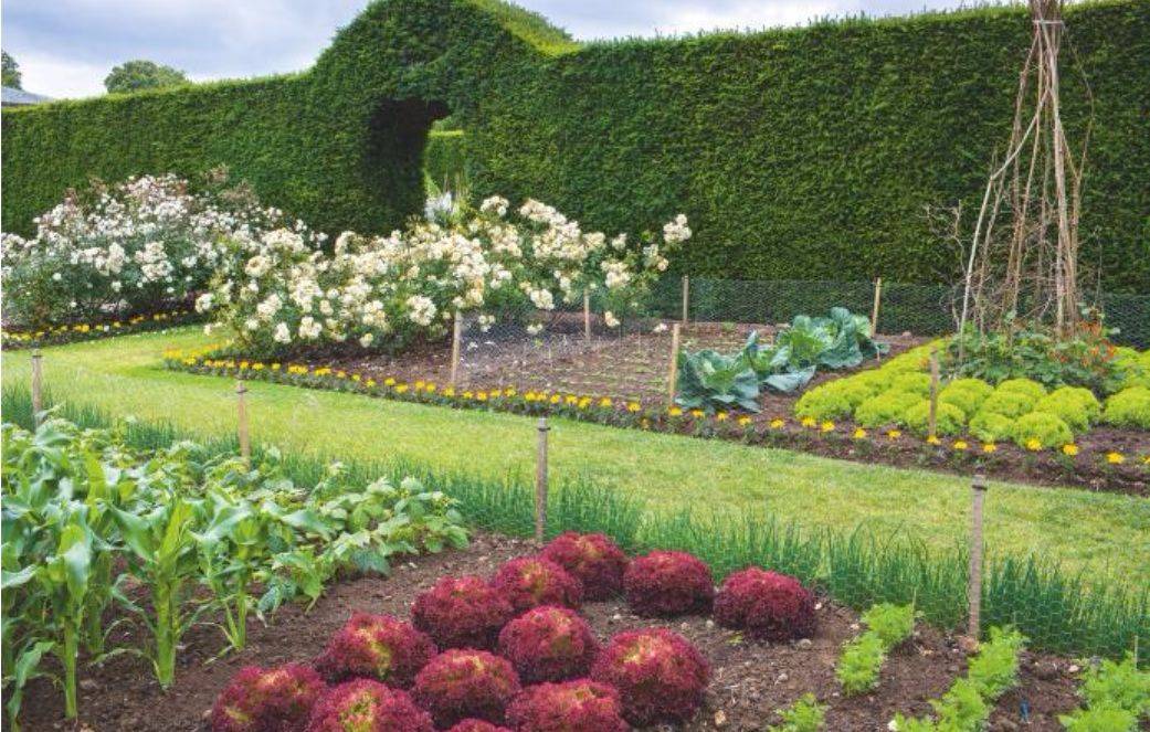 19 Waitrose Garden Ideas To Consider SharonSable