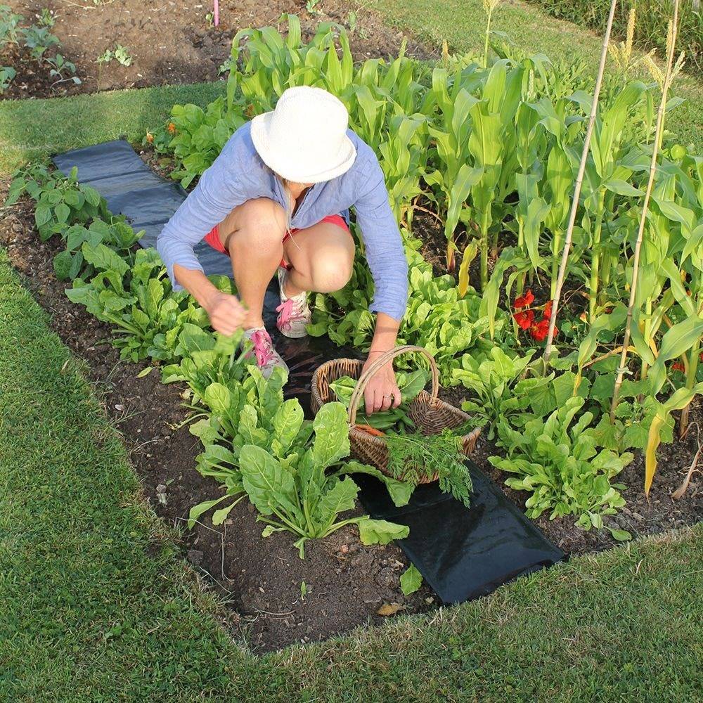 19 Waitrose Garden Ideas To Consider SharonSable