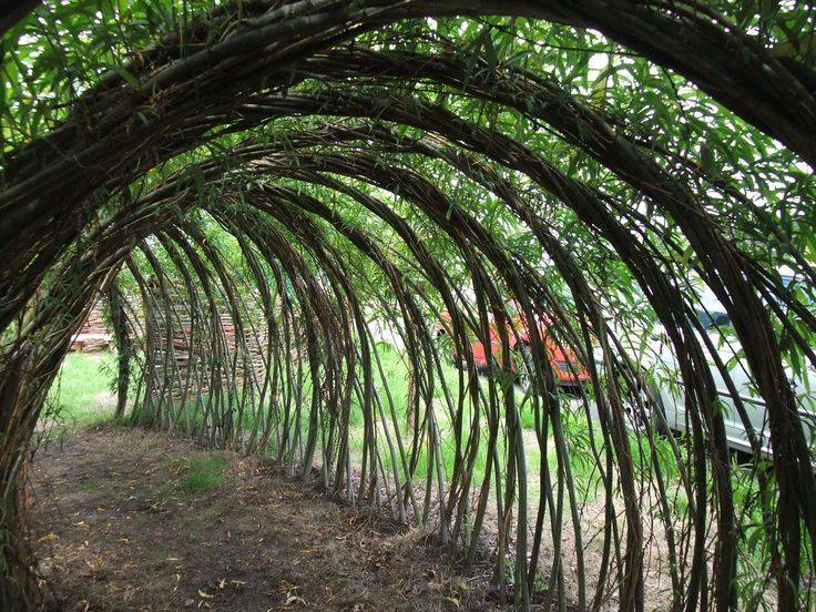 Living Willow Structure Living Willow