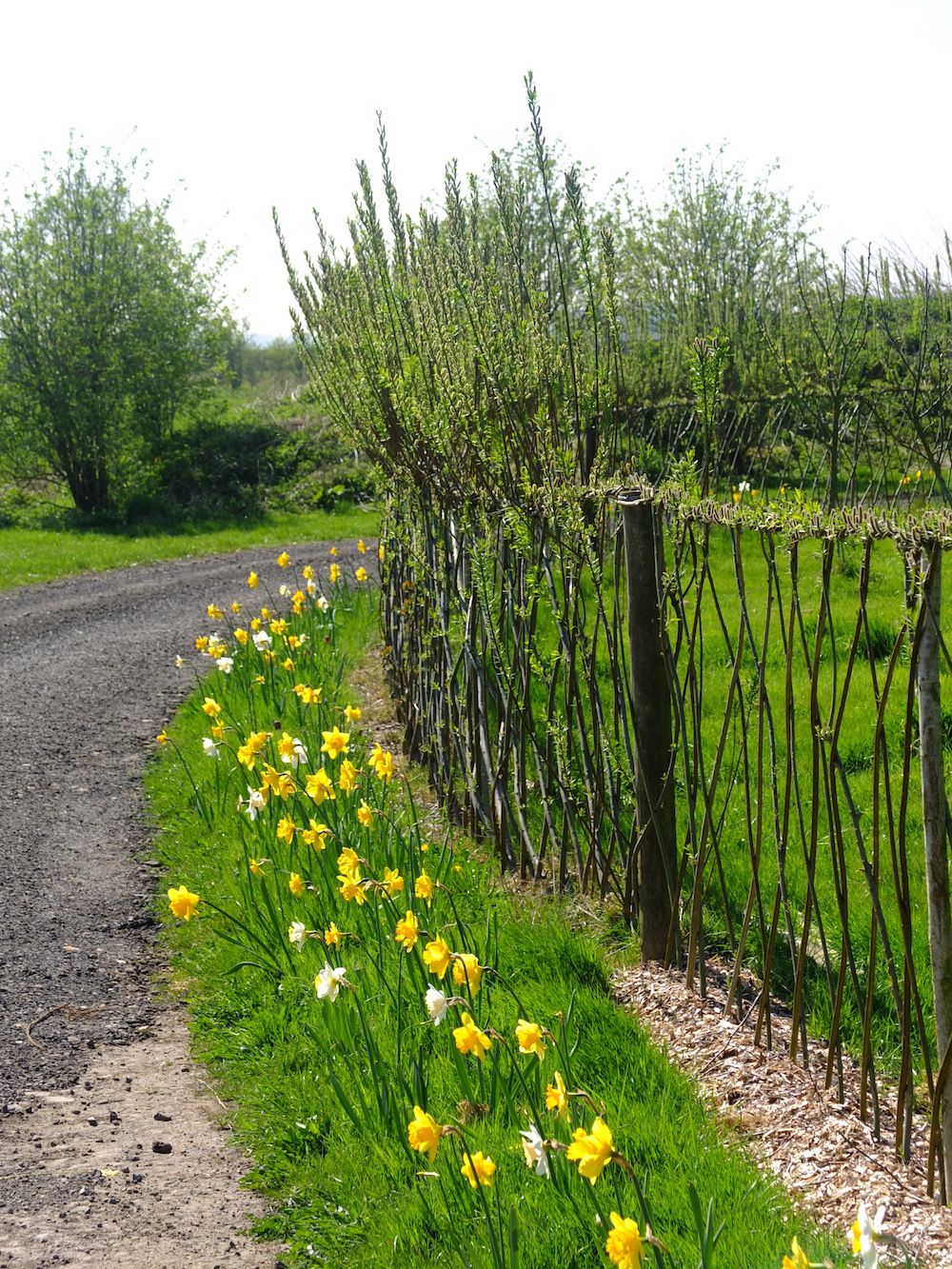 Willow Garden Design Garden Design Ideas