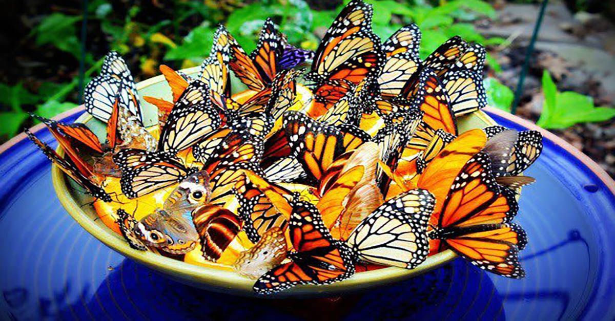 Butterfly Garden Bench