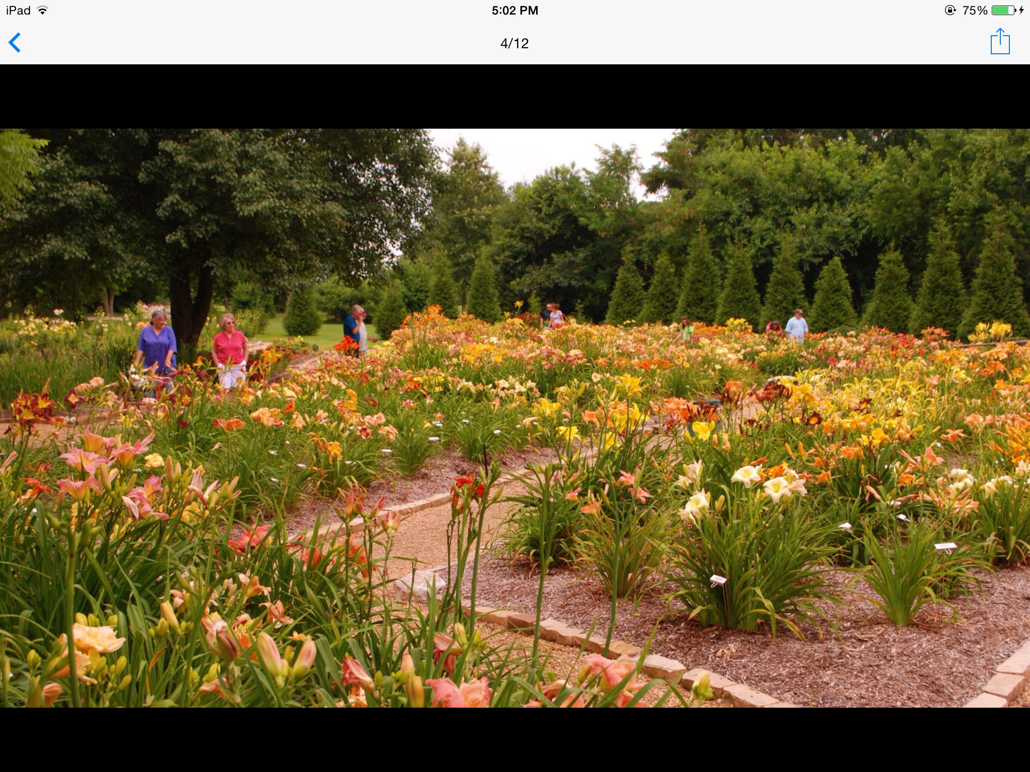Tricolor Daylily Day Lilies