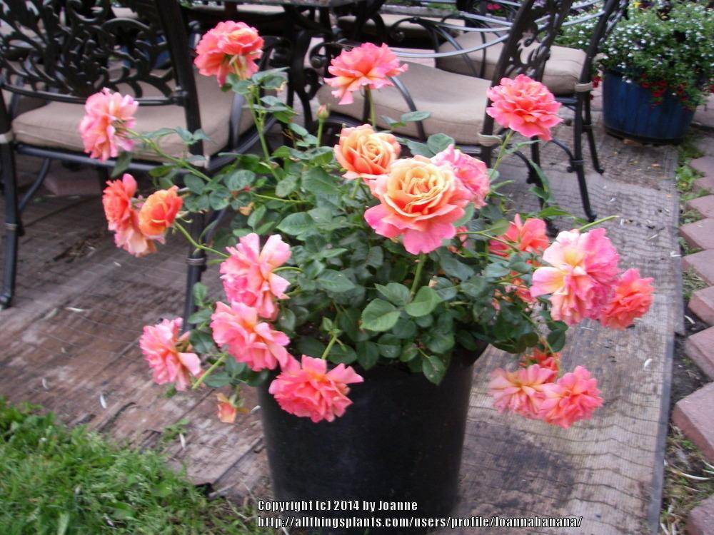 Rose Gardening Tips