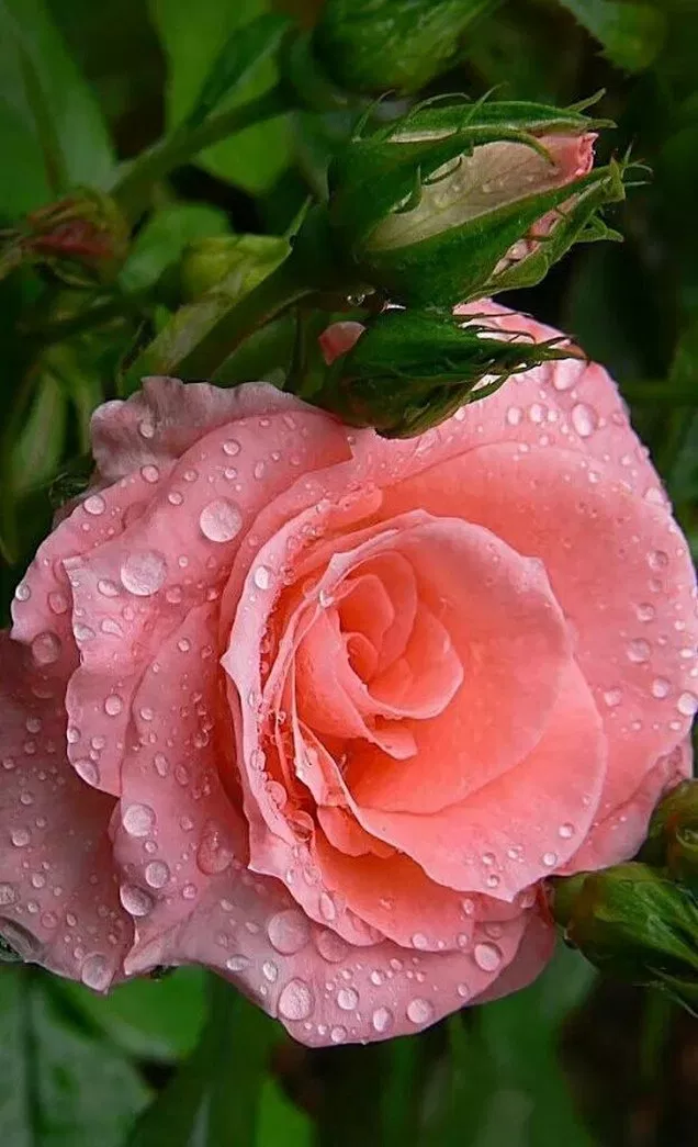 Garden Lunch Tea Party Garden