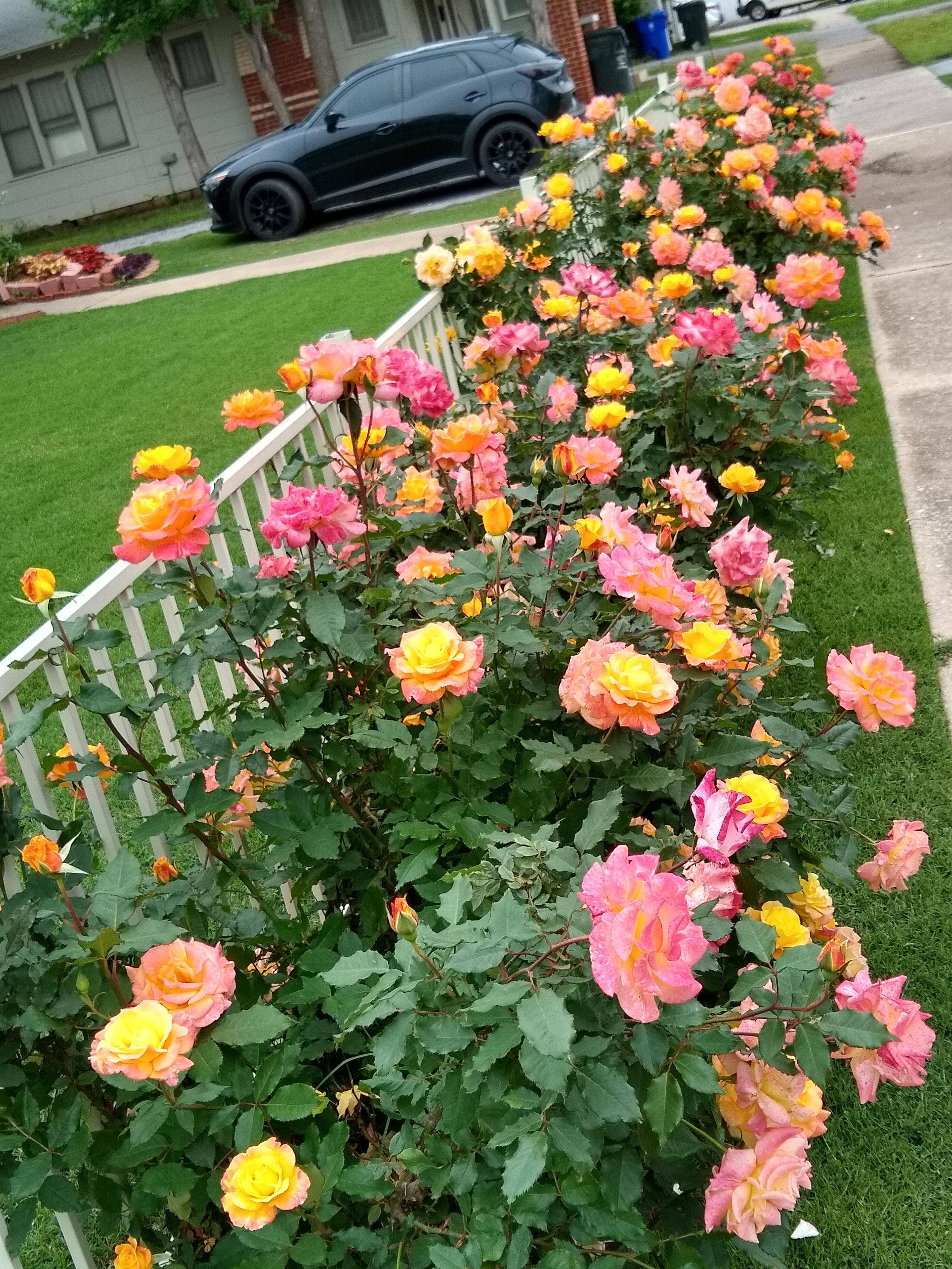 Outstanding Rose Garden Design Ideas