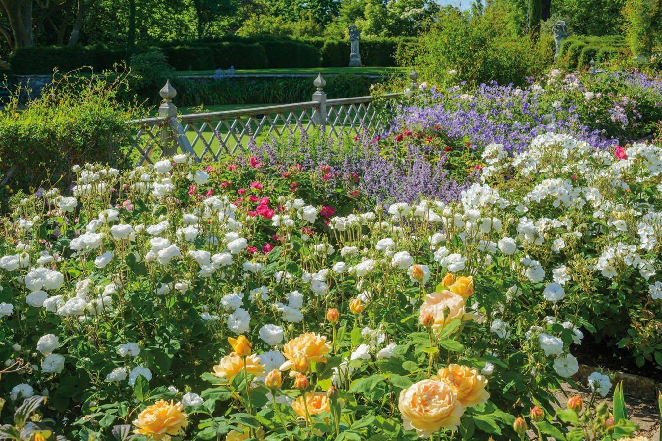 Small Rose Garden Growing Roses