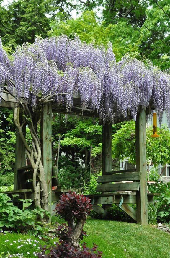 The Fence And Arbor Gardening Viral