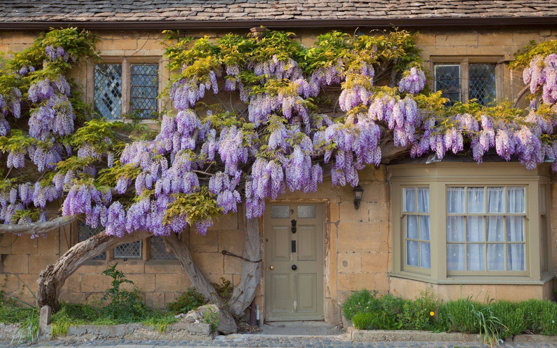 The Most Adorable Trellis