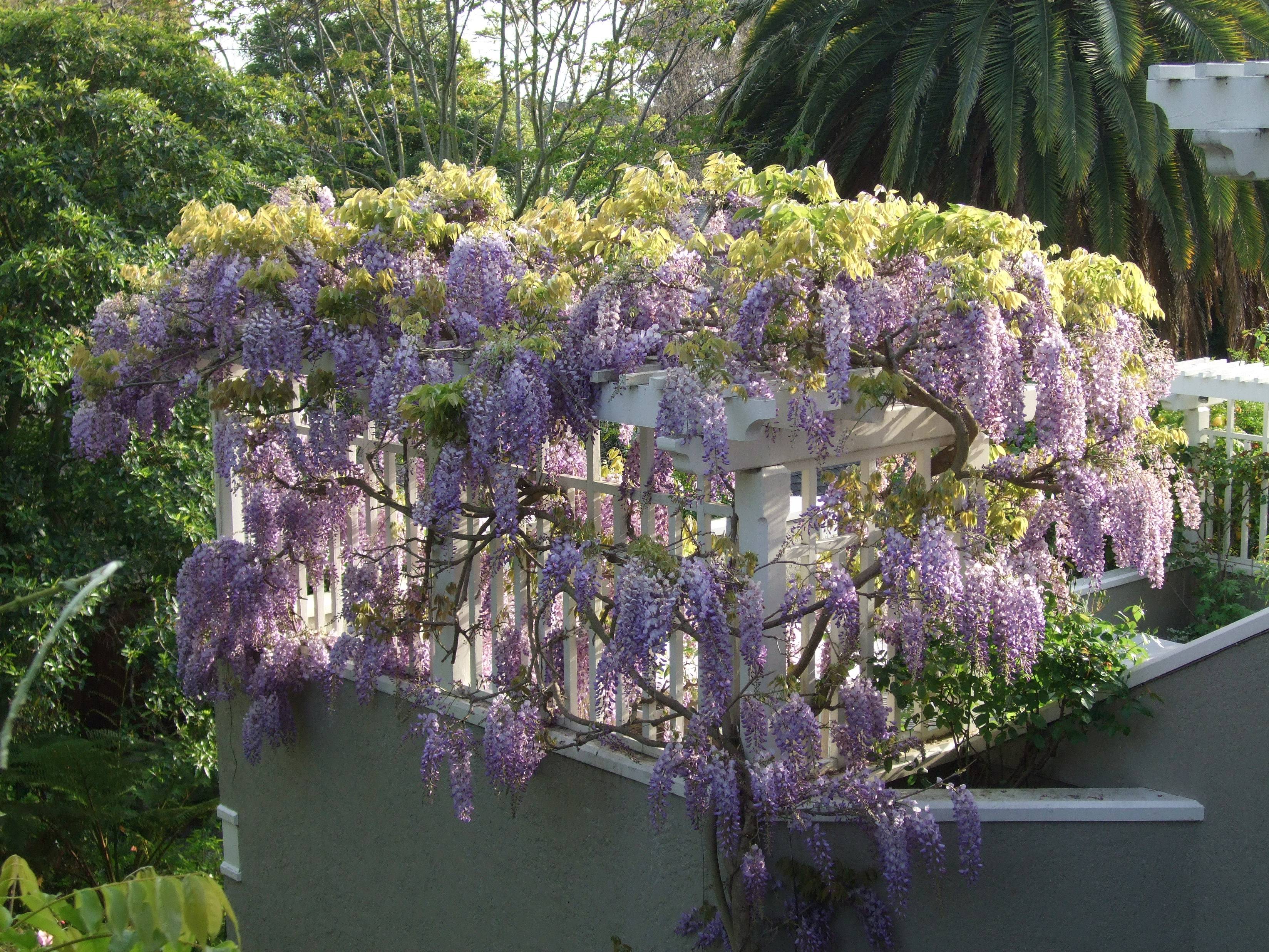 Top Wisteria Arbor Page