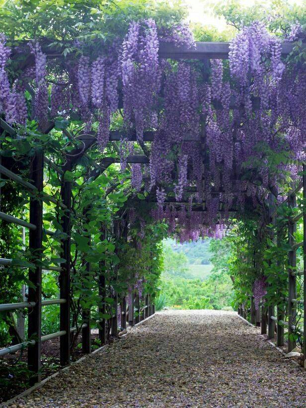 Top Wisteria Arbor Page
