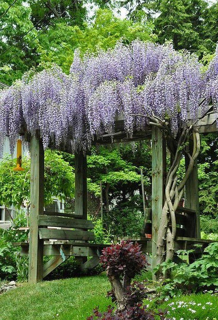 Climbing Plants Wisteria Plant