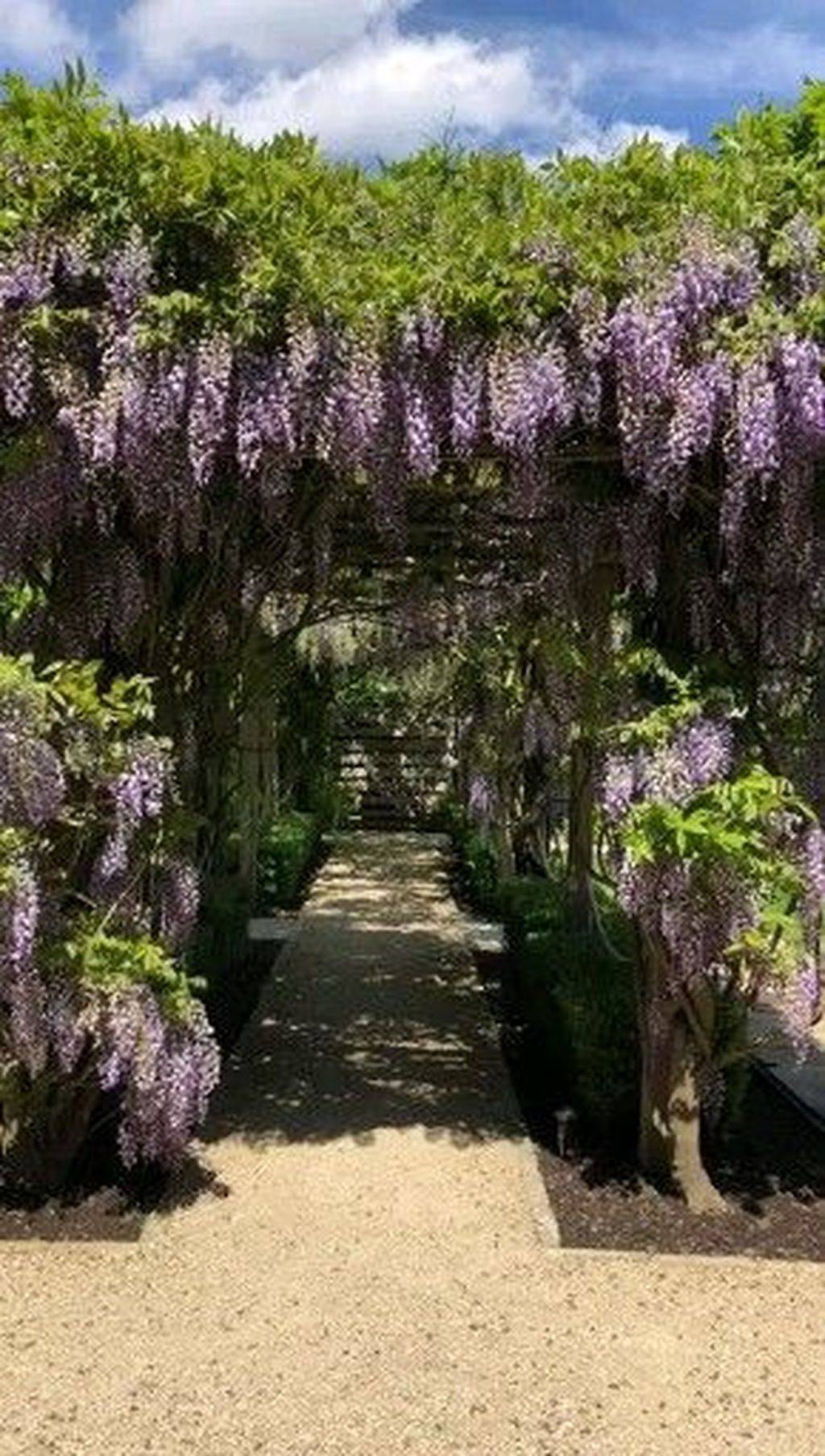Photo The Wisteria Arbor Wundergroundcom Wisteria Pergola