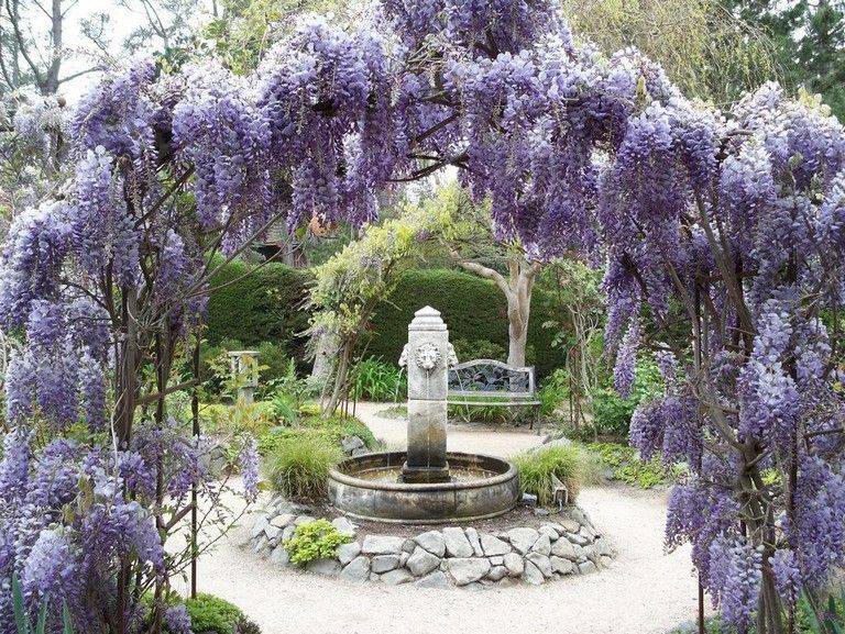 Fascinatingstunning Wisteria Pergola