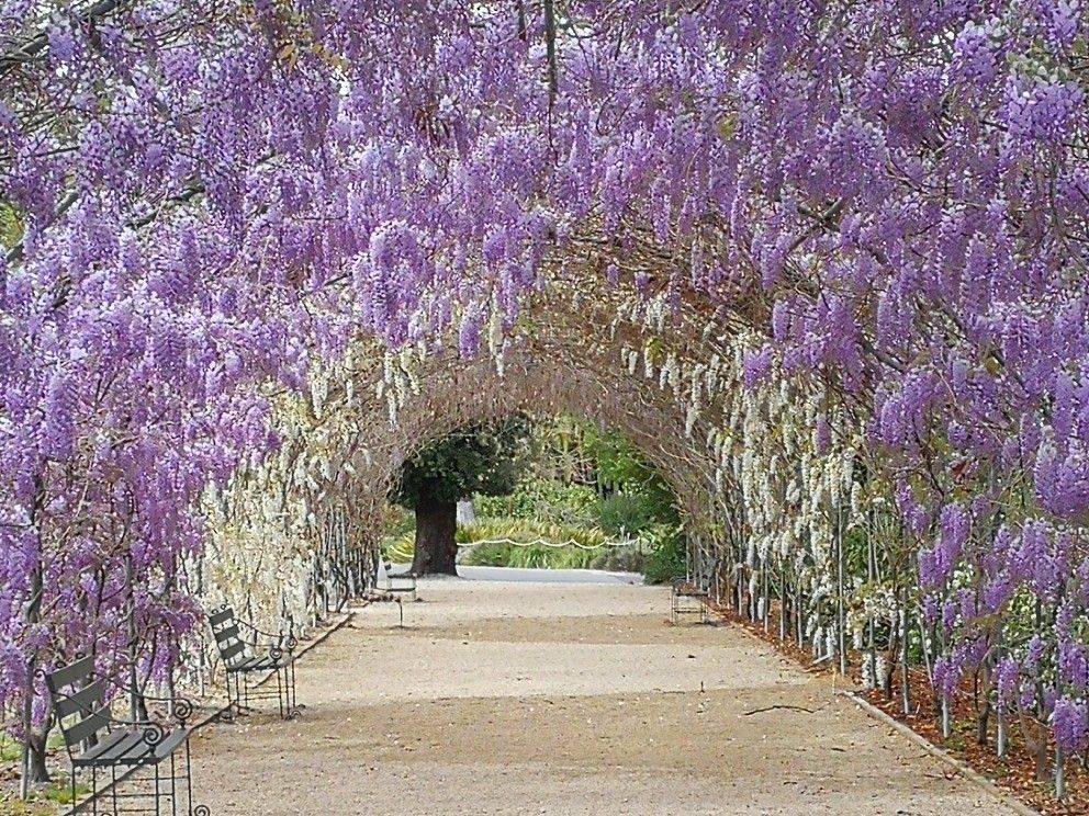Fascinatingstunning Wisteria Pergola