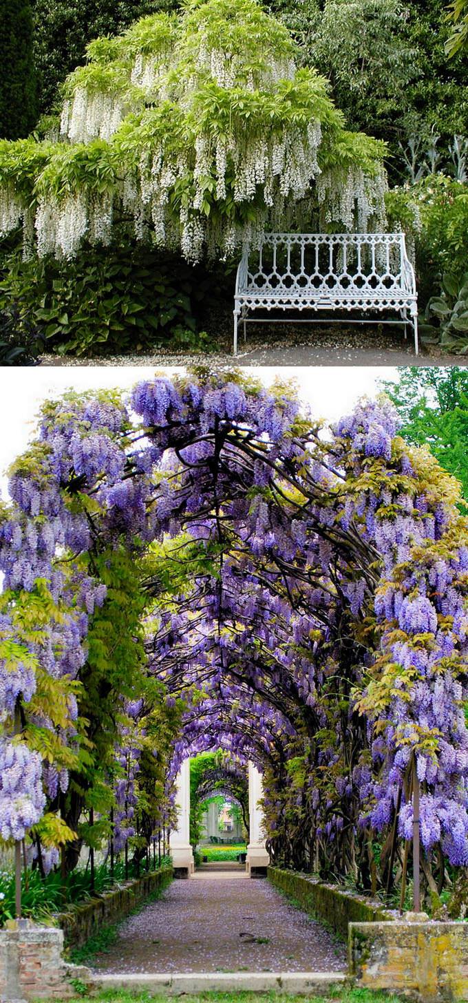 Wisteria Wisteria Garden