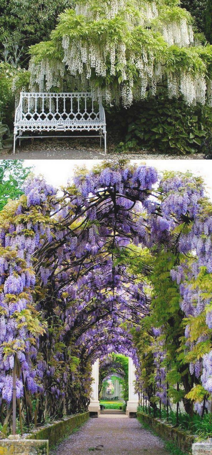 Wisteria Garden