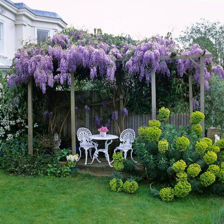 Backyard Flowers