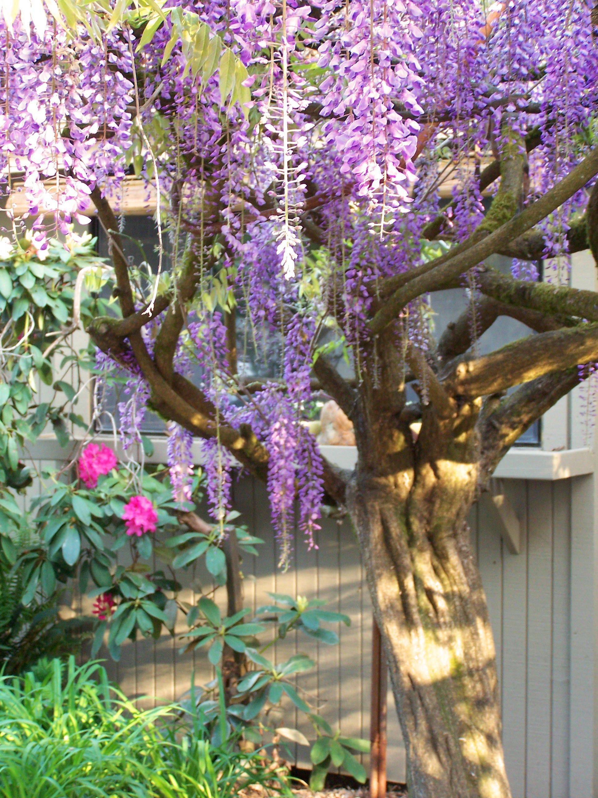 Wisteria Pergola
